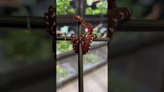 🐍 Mesmerizing High-Blue Designer Green Tree Python in Action! 🔥