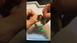 🐍With so many morphs, identification can be tricky🧪 #shorts #royalpython #ballpython #snakebreeder