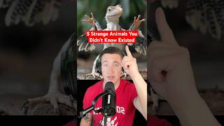 5 Strange Animals You Didn’t Know Existed 🦖 #strangeanimal #facts #animalfacts #FallintoShorts