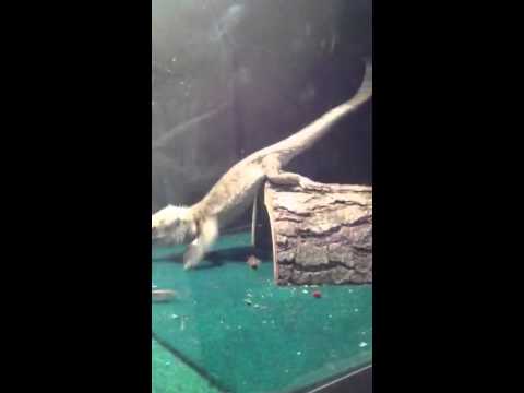 Feeding bearded dragons