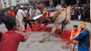 Camel Qurbani 2025 ll Camel out of control ll Camel Farming Business
