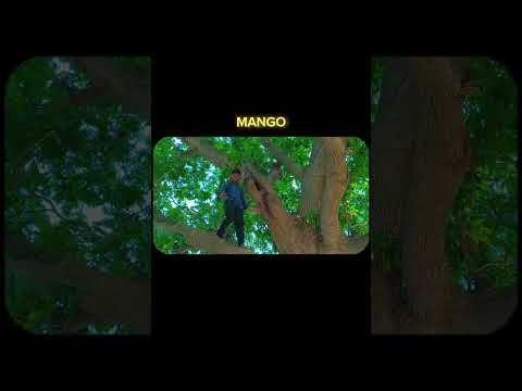 Gaav Me Kachhe Aam Toda | Village Life CinematicVideo | Raw Mango 🥭 movement #viralvideo #cinematic