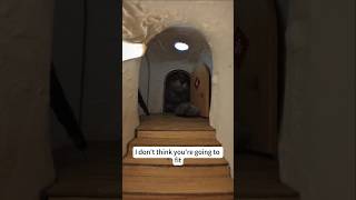 Surprise Party for My Shiba Inu pt 2