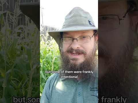 Knee high by the fourth of July! #garden #homegrown #gardenplants #gardening #bluehopicorn #corn