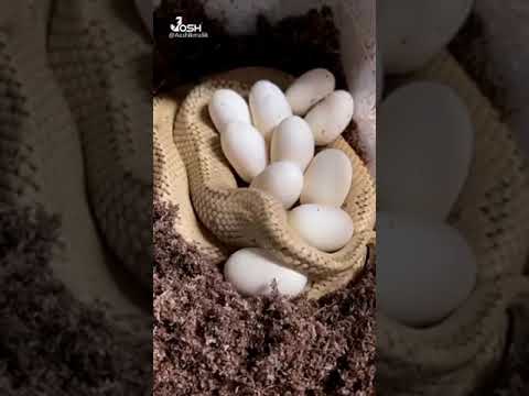 snake Egg 😱