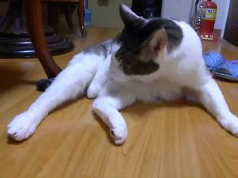 今日は丁寧な毛づくろい