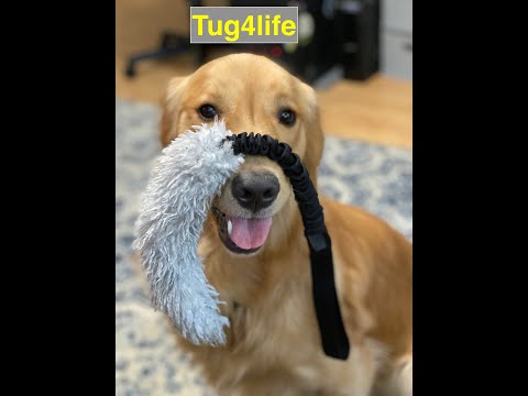How to puppy: Slow motion tug-of-war (9.5mon)