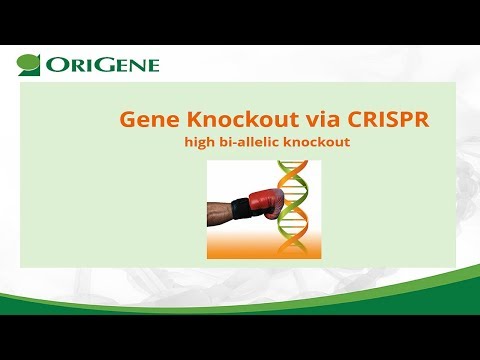 CRISPR gene knockout webinar to get high biallelic knockout