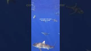 Top Skills You Need as a Marine Biologist #dreamjob #oceanlove #oceanscience #marinebiologist