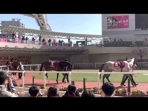 【2022年】阪神牝馬ステークス（GⅡ）パドック現地映像　アカイトリノムスメ　デゼル　マジックキャッスル