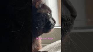 Black cat Majk #catcontent #avatarstory