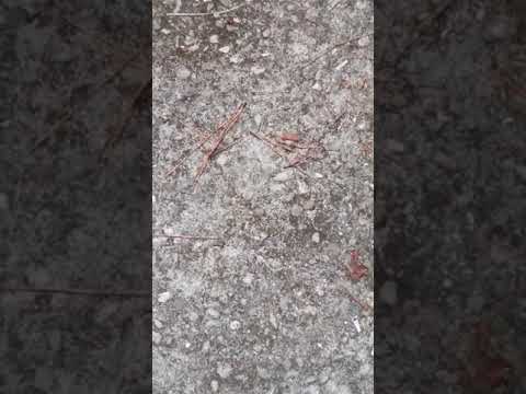 Eclipse in Tallahassee 8-21-2017 filmed with Welding Lens 14 of 14