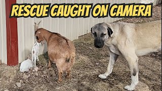 GUARD DOGS SAVE HELPLESS BABY GOATS LIVES IN FRIGID TEMPERATURES EXTREME RESCUE CAUGHT ON CAMERA