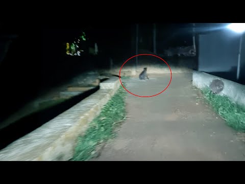 I Saw a TERRIFYING Thing at Night That Haunts Me!