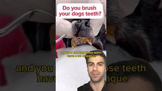 Dogs Need CLEANINGS?