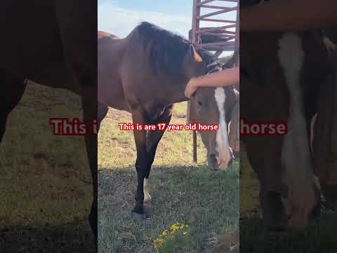 Horses are fun