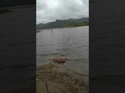 Manju fish