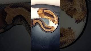 🐍🤍#snake #viralvideo #foryou #reptiles #animals #fypシ#piedballpython