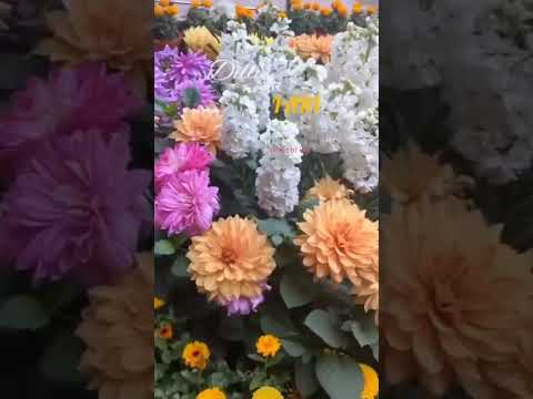 #delhi✌️#and#iari✨#viral#video🥰#valorant