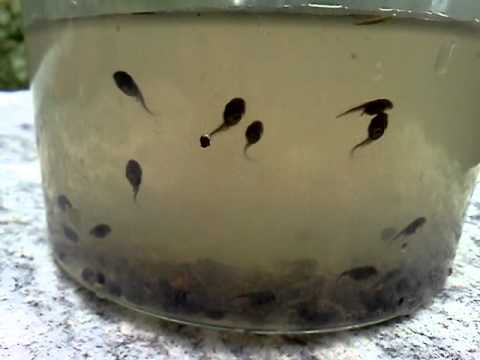 Tadpole