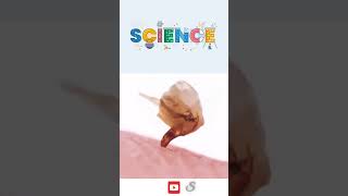 "Explore the wonders of science in minutes! Our scientific shorts" #QuickScience#Educational#Science