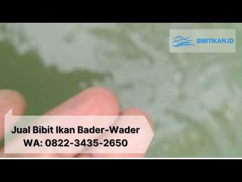 JUAL BIBIT IKAN BADER WADER Lamongan Bali Surabaya Jakarta Semarang Medan - BIBITIKAN.ID