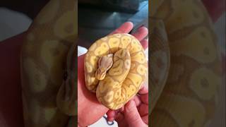Ordered A Banana Ball Python #nature #youtubeshorts #python #trending #animals #snake #reptiles