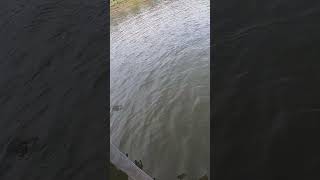 You won’t believe how fast this fish strikes