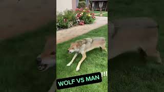 Wolf attacks man 🐺🩸#shorts #animals #wolf #wildanimals
