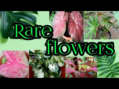 Different Types of Rare Flowers, Part 2 | My Hobbies | J. Delos Santos
