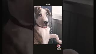 Funny animal voice #comedy #voiceover #funny #animals #dog (Credit: Dousty Douglas)