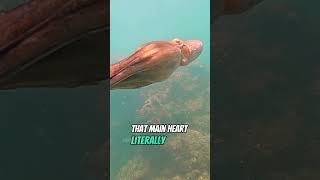 3 Hearts, 8 Arms #science #ocean #shorts