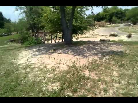 Safari ride at Busch Gardens