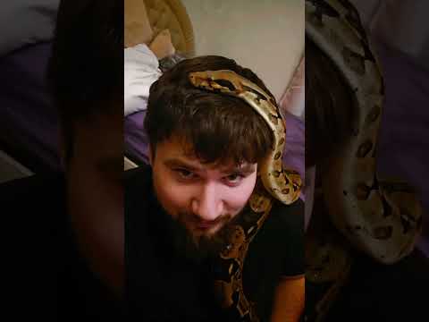 Snake Compilation: Meet Our Slithering Crew! 🐍 #Shorts