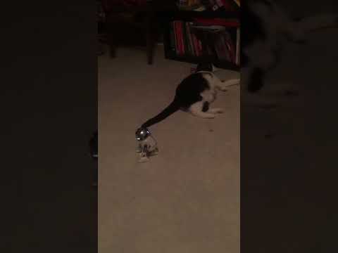 R2-D2 meets his new Master
