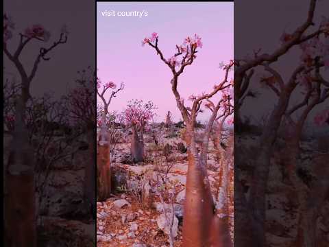 Nature video#countrys #travel #countrybeauty #nature #nature #mountains #love #beautiful#ringtone