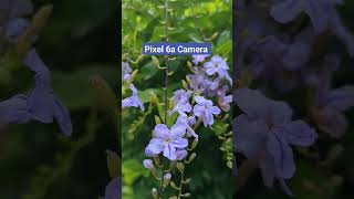 Google Pixel 6A Camera | Pixel Camera Review