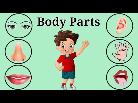 Names of Body parts - Body part in English - Our Body Parts - @Fun N Learn Preschool