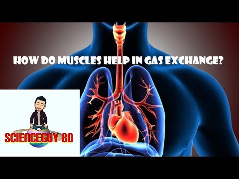 How do muscles help in gas exchange?