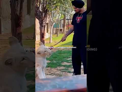 Drippy Sidhu Moose Wala new songs 2024 #shorts #hiphop #rap #music #artist #song #newsong