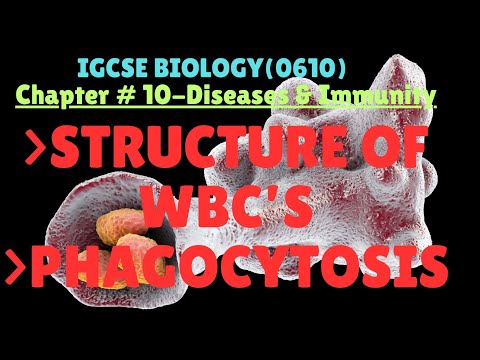 IGCSE Biology| Chapter #10 Diseases & Immunity(WBC’s Structure+ Mechanism of phagocytosis)