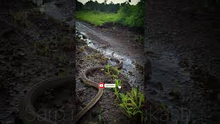 नागराज #youtubeshorts #shortsvideo #snake #cobra #Indiancobra