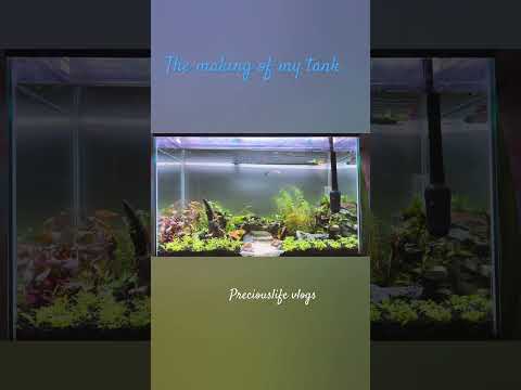 The making of my fish tank #aquarium #fishtank #aquascaping #fishman #thecrazyfishman #danio #tetra
