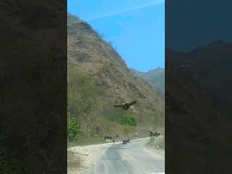 #shorts #travel #naturelove #vultureflying #inbetweenroads #rare #captured