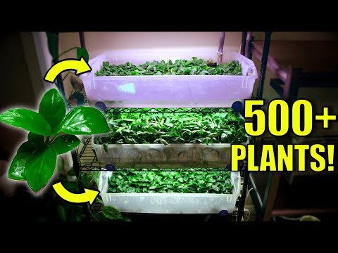 How to Grow Hundreds of Emersed Aquarium Plants! (EASY)