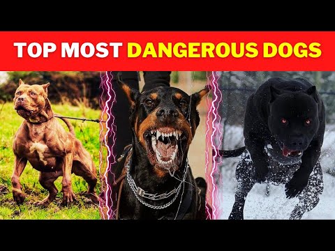 🔥 Unleashing the Top 10 MOST DANGEROUS Dogs 🐾 You Won't Believe #7!