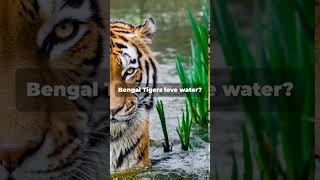 Mind-Blowing Bengal Tiger Facts! 🐯 🐯🐯 #BengalTiger #WildlifeFacts #AnimalLovers #TigerFacts #Nature