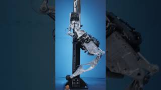 Can Tesla Bot walk and pick up stuff