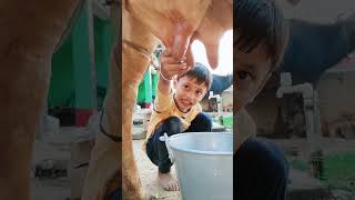 choti choti gaiya fygg cc #love #song #funny