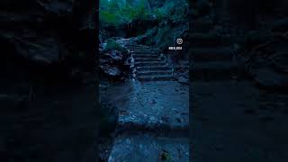 «Rainforest vibes in 8 seconds.🌧️🍃